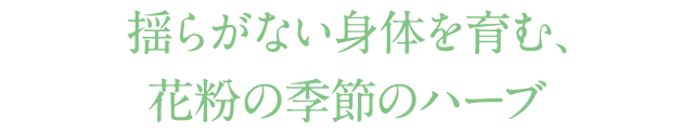 揺らがない身体を育む、花粉の季節のハーブ