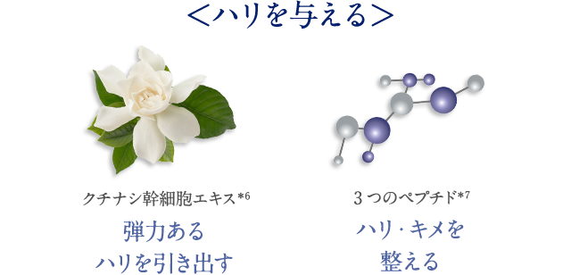 <ハリを与える> クチナシ幹細胞エキス*6 弾力あるハリを引き出す 3つのペプチド*7 ハリ・キメを 整える