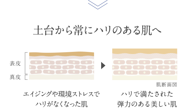 土台から常にハリのある肌へ エイジングや環境ストレスでハリがなくなった肌→ハリで満たされた弾力のある美しい肌