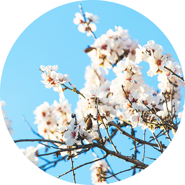 manuka_flower