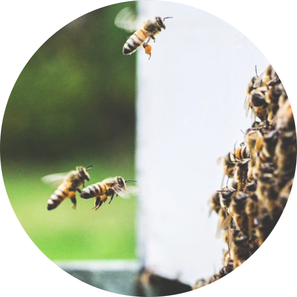 bee