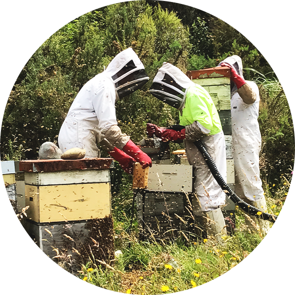 bee