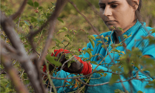 ローズヒップの収穫風景 オーガニックハーブ