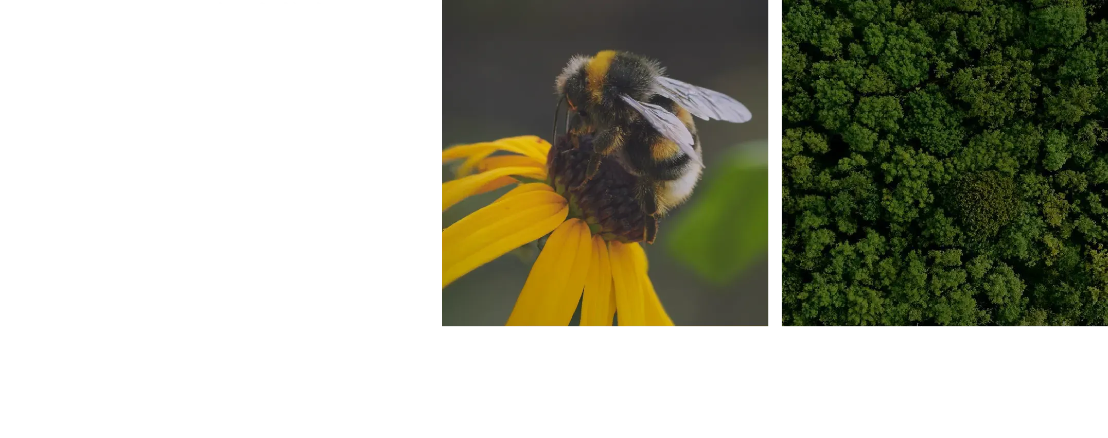 美しい地球の生物多様性を保護するために Bee Lovelyシリーズ製品の売り上げの一部をみつばちの生態保護のための活動に寄付するキャンペーンは、みつばち保護運動の先駆けとなりました。また、World Land Trust*と協働。多くの種が棲み、二酸化炭素の吸収にも関わる森林保護活動などを通じて、生物多様性の維持のための支援を続けています。＊ 世界各地で自然保護地を作り、メガネグマなどの絶滅の危機に瀕した野生動物やその生態系を守るために活動している英国の環境保護団体