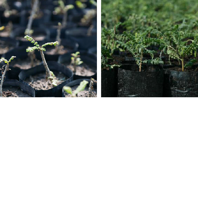 植え、育て、守る。プロジェクト フランキンセンス その稀少性から、乱獲により絶滅の危機に瀕しているフランキンセンス。私たちは種の存続を図るべく、毎年苗木を植樹し、木々の再生に取り組んでいます。