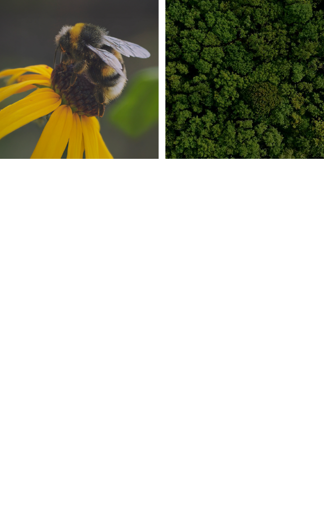 しい地球の生物多様性を保護するために Bee Lovelyシリーズ製品の売り上げの一部をみつばちの生態保護のための活動に寄付するキャンペーンは、みつばち保護運動の先駆けとなりました。また、World Land Trust*と協働。多くの種が棲み、二酸化炭素の吸収にも関わる森林保護活動などを通じて、生物多様性の維持のための支援を続けています。＊ 世界各地で自然保護地を作り、メガネグマなどの絶滅の危機に瀕した野生動物やその生態系を守るために活動している英国の環境保護団体