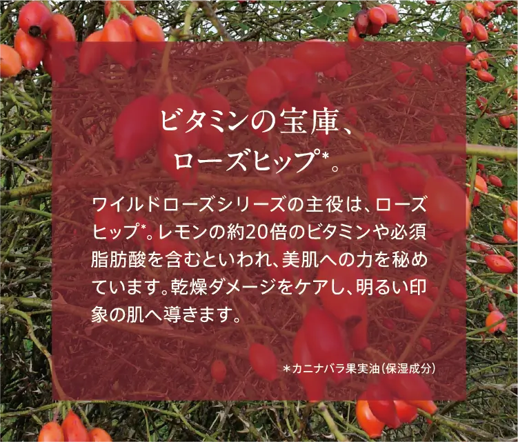 ビタミンの宝庫、ローズヒップ*。 ワイルドローズシリーズの主役は、ローズヒップ*。レモンの約20倍のビタミンや必須脂肪酸を含むといわれ、美肌への力を秘めています。乾燥ダメージをケアし、明るい印象の肌へ導きます。 *カニナバラ果実油（保湿成分）