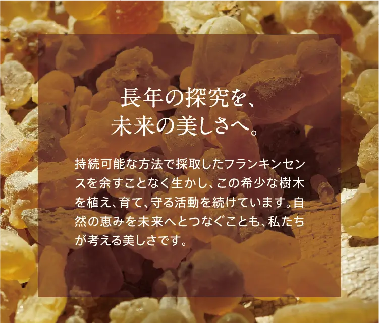長年の探究を、未来の美しさへ。 持続可能な方法で採取したフランキンセンスを余すことなく生かし、この希少な樹木を植え、育て、守る活動を続けています。自然の恵みを未来へとつなぐことも、私たちが考える美しさです。