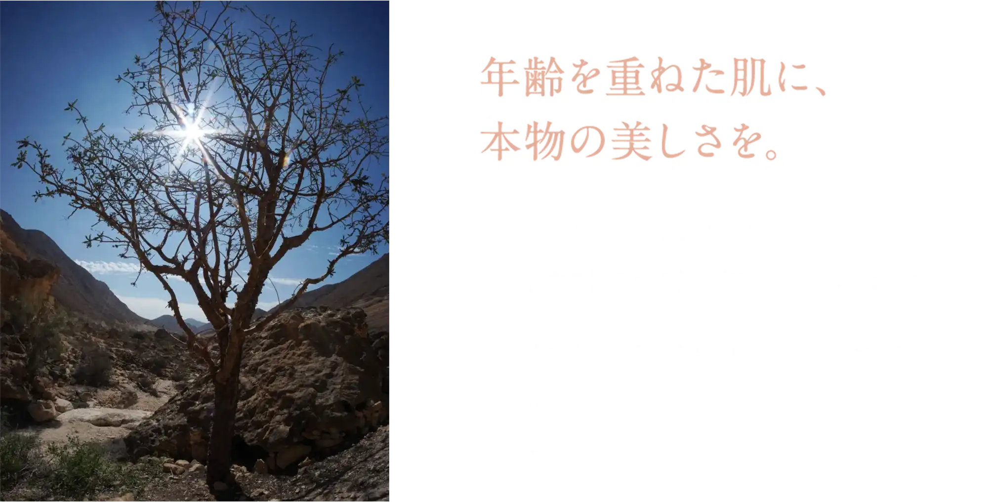 年齢を重ねた肌に、 本物の美しさを。 過酷な砂漠を何千年も生き抜き、類まれなる修復力を持つ樹木、 フランキンセンス。その力を余すことなく引き出したプレミアムケアライン「フランキンセンス インテンス」から誕生した、至福のクレンジングをご体験ください。
