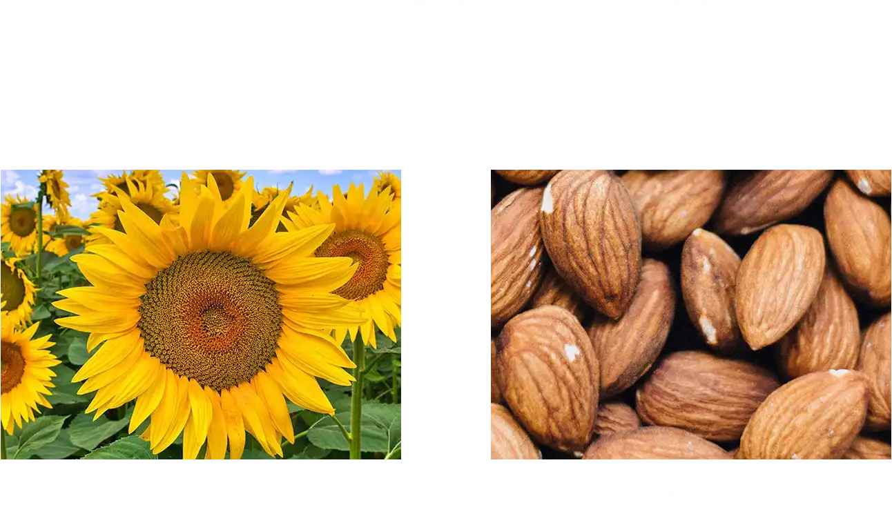 植物オイルは配合成分の70%以上。 肌に潤いヴェールをつくり、つや肌に