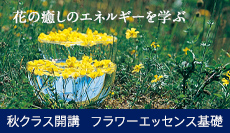 フラワーエッセンス基礎