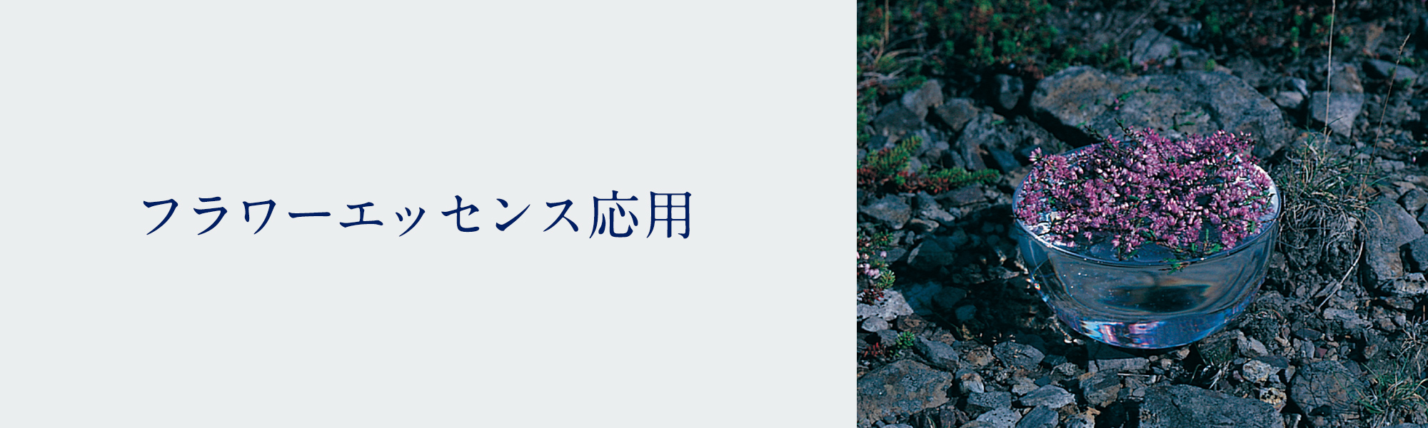 フラワーエッセンス応用