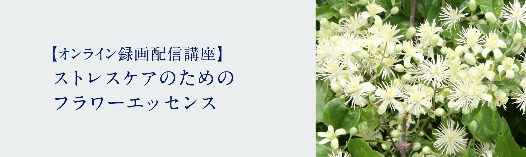ストレスケアのためのフラワーエッセンス