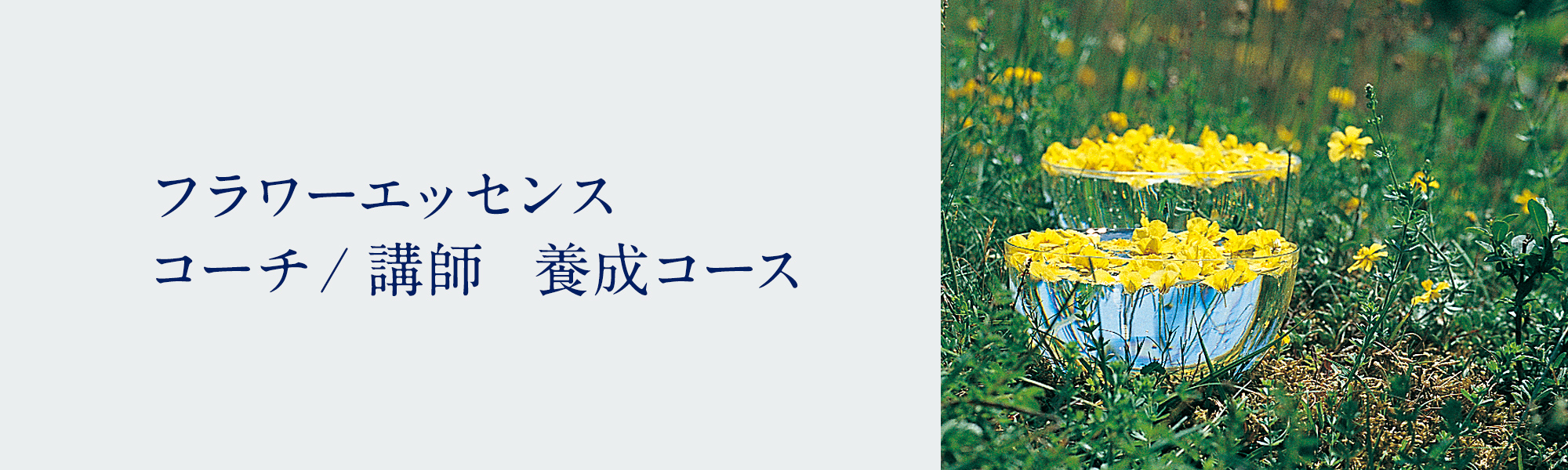 フラワーエッセンス　コーチ/講師　養成コース