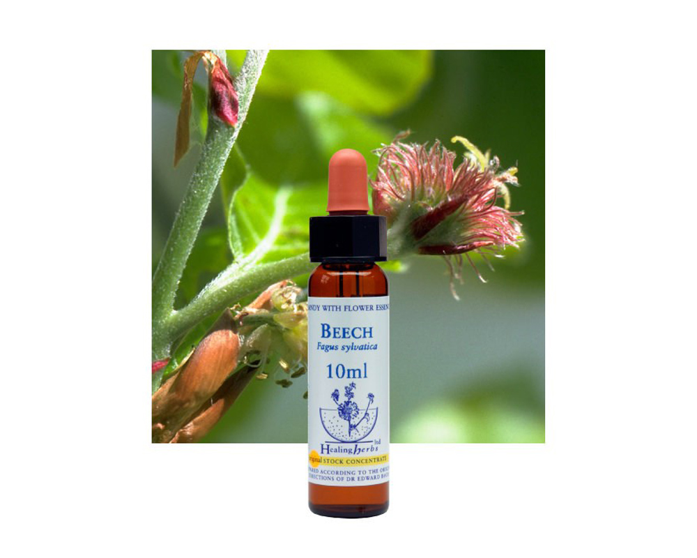 高橋朱美のフラワーエッセンススタディ フラワーエッセンスクラス ホリスティックスクール 【ニールズヤード レメディーズ】