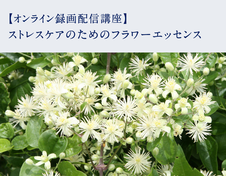 ストレスケアのためのフラワーエッセンス