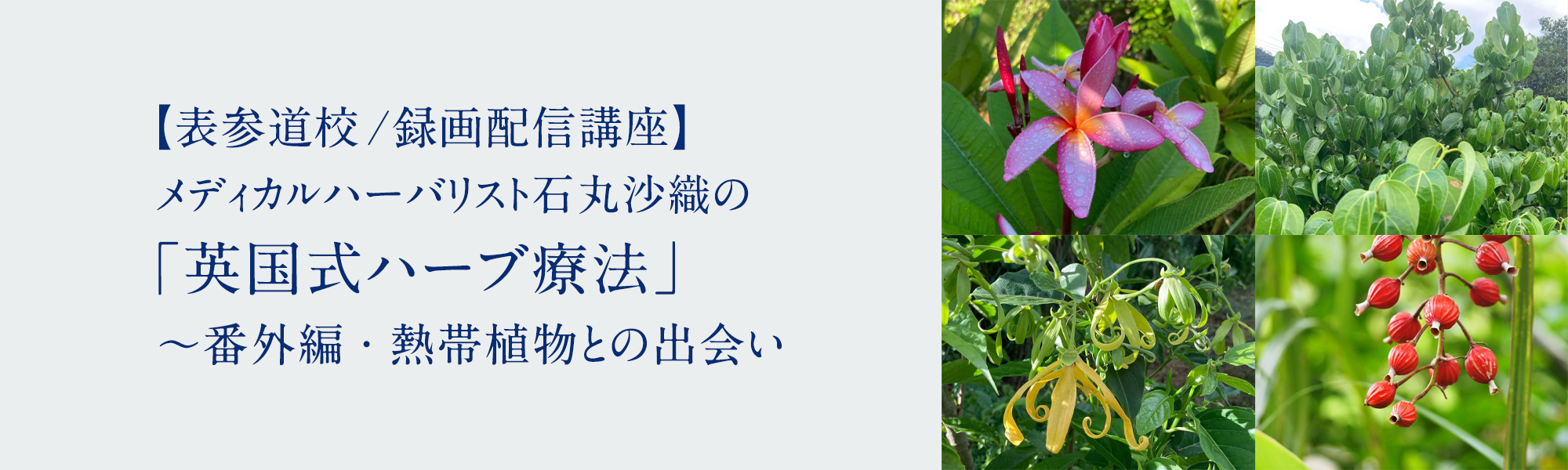 メディカルハーバリスト石丸沙織の「英国式ハーブ療法」～番外編・熱帯植物との出会い