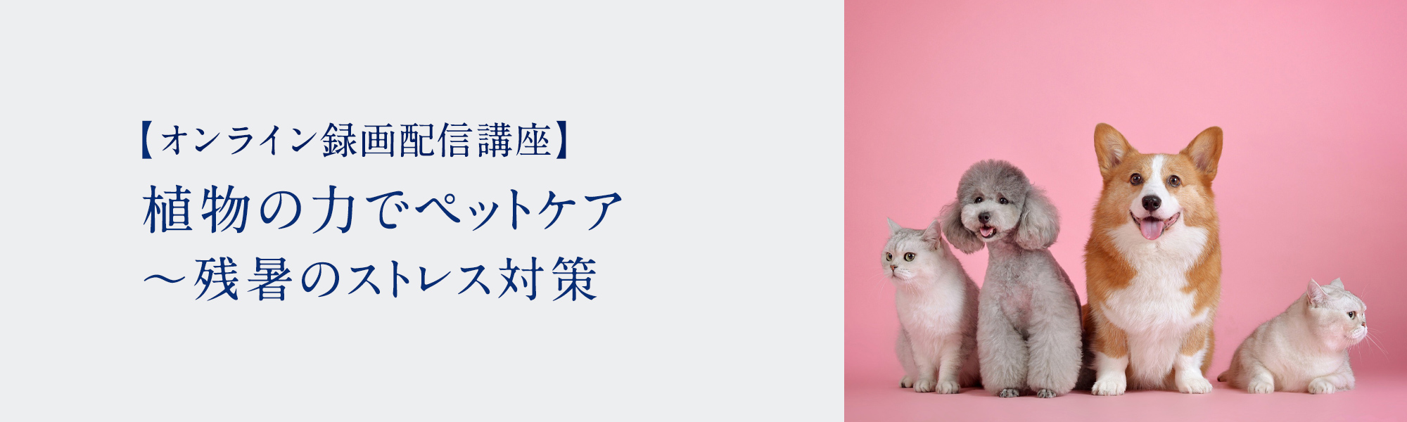植物の力でペットケア