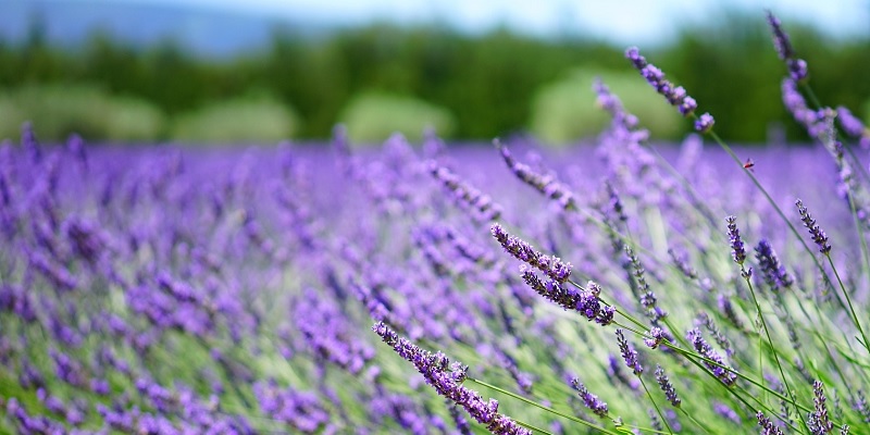 満開のラベンダー