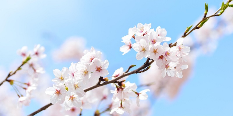 春の訪れを感じさせる桜